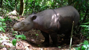 Die Drohnen kamen nachts zum Einsatz, ein Sumatra-Nashorn wurde aufgestöbert
