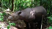 Die Drohnen kamen nachts zum Einsatz, ein Sumatra-Nashorn wurde aufgestöbert