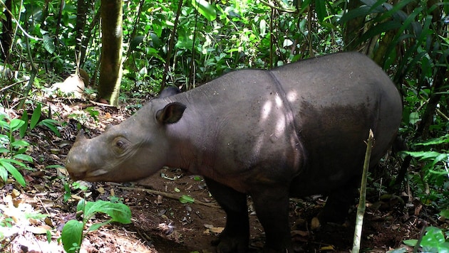 Die Drohnen kamen nachts zum Einsatz, ein Sumatra-Nashorn wurde aufgestöbert