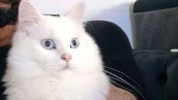 Schneeweißer Kater vermisst!