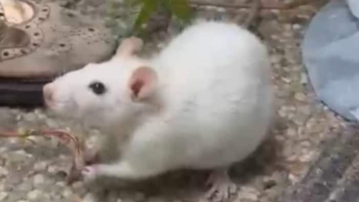 Möchte wieder in sein feines Nestchen!