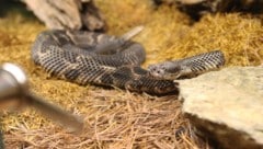 Wer in Zukunft Schlangen halten will, muss vorher einen Kurs über Tierhaltung ablegen.
