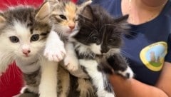 Sind sie nicht herzig? Diese drei Katzenbabys brauchen ein neues Zuhause.