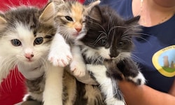 Sind sie nicht herzig? Diese drei Katzenbabys brauchen ein neues Zuhause.
