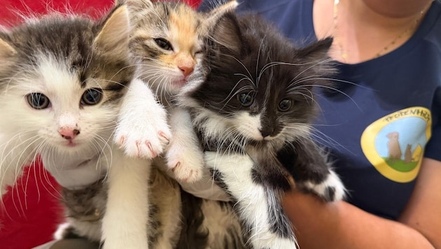 Sind sie nicht herzig? Diese drei Katzenbabys brauchen ein neues Zuhause.
