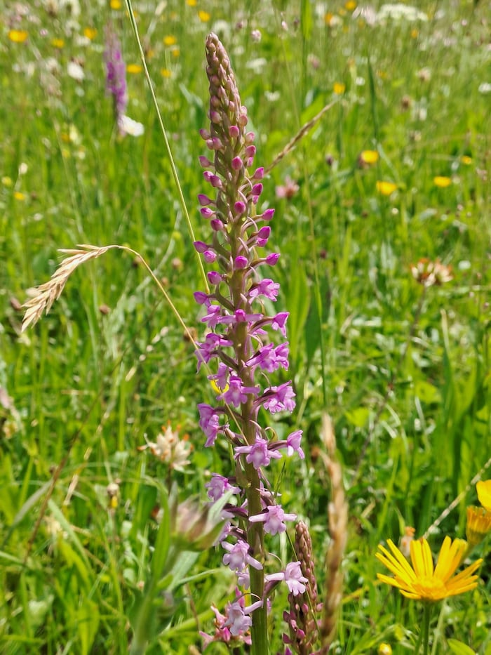 Die Mücken Händelwurz.