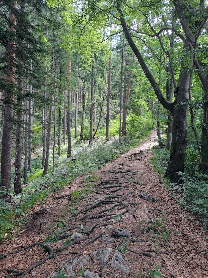 Weg durch den Hellwald.