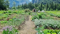 Eine Oase: der Gemeinschaftsgarten in Bezau.