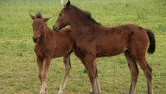 Diese Pferde werden gehegt und gepflegt. In Kärnten aber sind in einer Viehzucht mehrere Tiere ...