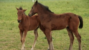 Diese Pferde werden gehegt und gepflegt. In Kärnten aber sind in einer Viehzucht mehrere Tiere ...