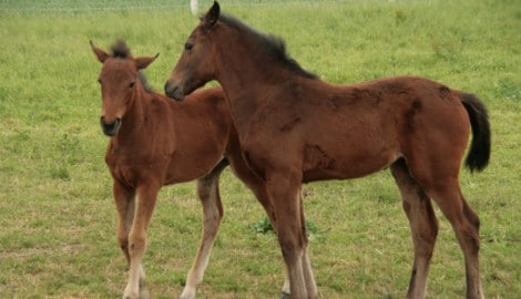 Diese Pferde werden gehegt und gepflegt. In Kärnten aber sind in einer Viehzucht mehrere Tiere ...