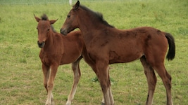 Diese Pferde werden gehegt und gepflegt. In Kärnten aber sind in einer Viehzucht mehrere Tiere ...