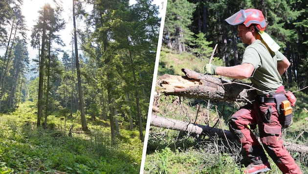122 Milliarden Euro Umsatz wurden mit Holz erwirtschaftet.