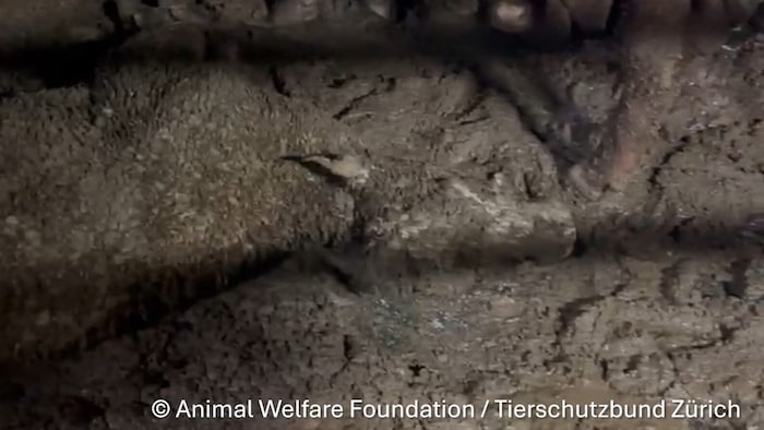 Die Körper der Tiere sind in der Masse an Gülle nur noch zu erahnen.