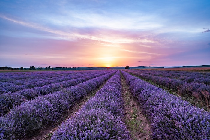 Lavendelfelder gibt es nicht nur in der Provence, sondern auch im Seewinkel.