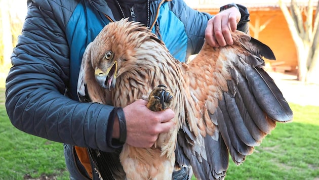 Zusammenstöße mit Rotorblättern enden fatal und oft tödlich, hier ein Adler im Marchfeld.