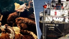 An Bord der Spiridon II starben zahlreiche Tiere, andere mussten unter katastrophalen Umständen ...