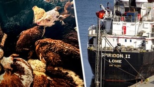 An Bord der Spiridon II starben zahlreiche Tiere, andere mussten unter katastrophalen Umständen ...