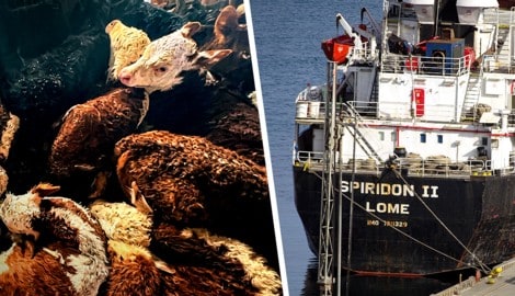 An Bord der Spiridon II starben zahlreiche Tiere, andere mussten unter katastrophalen Umständen ...