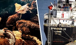 An Bord der Spiridon II starben zahlreiche Tiere, andere mussten unter katastrophalen Umständen ...