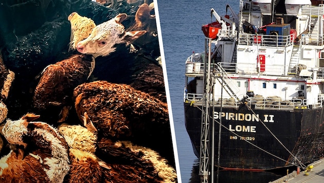 An Bord der Spiridon II starben zahlreiche Tiere, andere mussten unter katastrophalen Umständen ...
