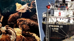 An Bord der Spiridon II starben zahlreiche Tiere, andere mussten unter katastrophalen Umständen ...