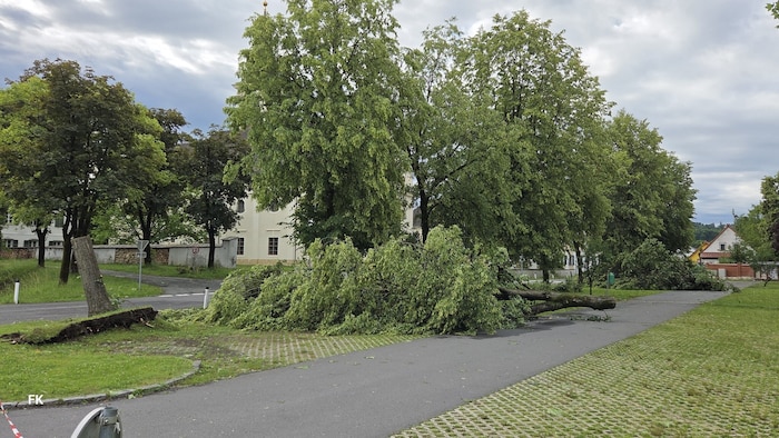 Umgestürzte Baumriesen, die die Straße blockierten, mussten zum Aufarbeiten auf den ...