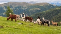 Auf der Litzlhofalm in Kärnten werden Lamas gehalten. 