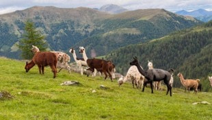 Auf der Litzlhofalm in Kärnten werden Lamas gehalten. 