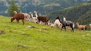 Auf der Litzlhofalm in Kärnten werden Lamas gehalten. 
