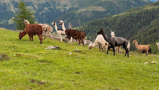 Auf der Litzlhofalm in Kärnten werden Lamas gehalten.