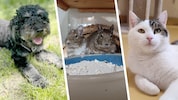 Ob Hund, Degus oder Katze, sie alle suchen einen schönen Platz zum Leben.