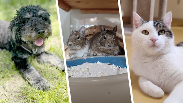 Ob Hund, Degus oder Katze, sie alle suchen einen schönen Platz zum Leben.