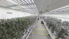 Unfassbare Mengen Cannabis wurden sichergestellt.