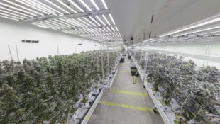 Unfassbare Mengen Cannabis wurden sichergestellt.