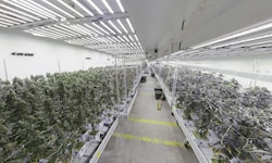 Unfassbare Mengen Cannabis wurden sichergestellt.
