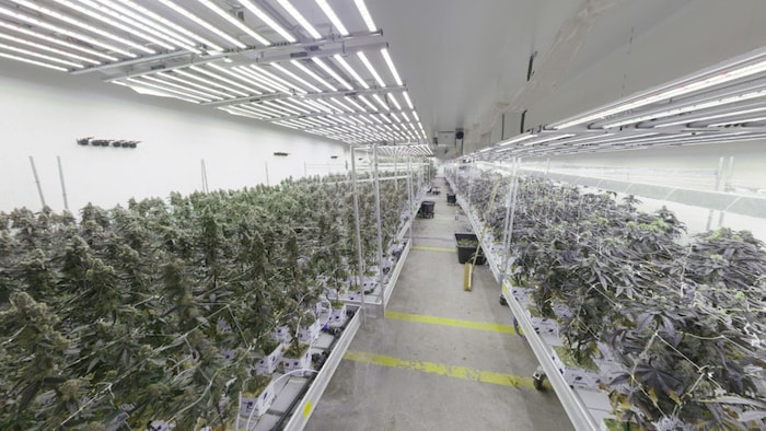 Bei der „Operation Psycho“ wurde knapp eine Tonne Cannabis sichergestellt.