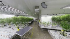 Die Cannabisplantage wurde hochprofessionell betrieben.