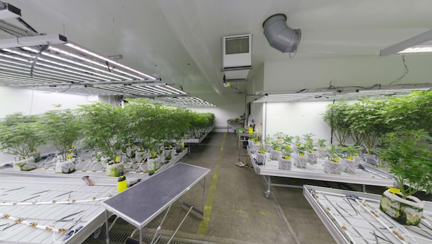 Die Cannabisplantage wurde hochprofessionell betrieben.