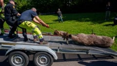 Zwei Tage nach einem Vorfall in Stockholm galoppierte ein Elch durch Norwegens Hauptstadt Oslo. ...
