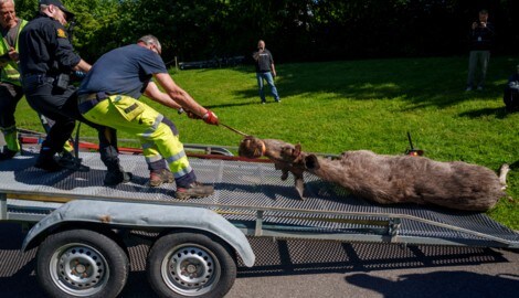 Zwei Tage nach einem Vorfall in Stockholm galoppierte ein Elch durch Norwegens Hauptstadt Oslo. ...