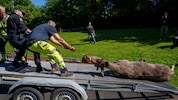 Zwei Tage nach einem Vorfall in Stockholm galoppierte ein Elch durch Norwegens Hauptstadt Oslo. ...