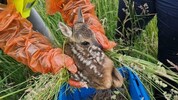 Vier kleine Kitzchen konnten dank Drohneneinsatz  in Baden rechtzeitig in Sicherheit gebracht ...