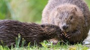 Bis zu 84 Tiere dürfen künftig pro Saison „entnommen“ werden.