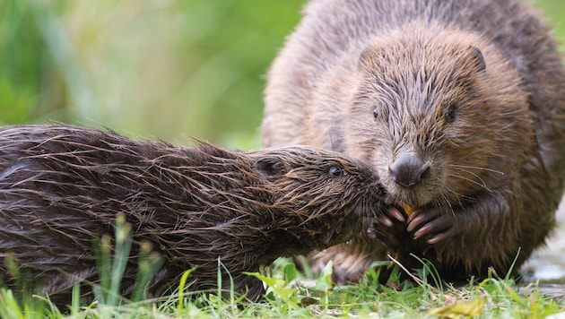 Bis zu 84 Tiere dürfen künftig pro Saison „entnommen“ werden.