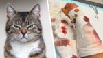 Kater-Streit in einer Siedlung in NÖ: Während die Vorwürfe weiter für Wirbel sorgen, meldet sich ...