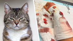 Kater-Streit in einer Siedlung in NÖ: Während die Vorwürfe weiter für Wirbel sorgen, meldet sich ...