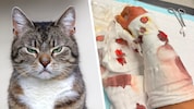 Kater-Streit in einer Siedlung in NÖ: Während die Vorwürfe weiter für Wirbel sorgen, meldet sich ...