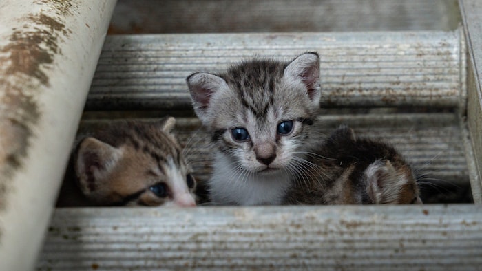 Tierschützer berichten von Katzenbabys, Hundewelpen oder Kaninchen, die für solche Aufnahmen ...
