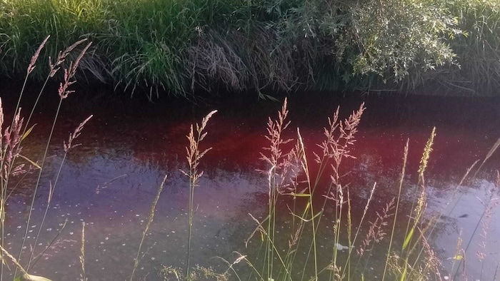 Der sonst klare Fluss färbte sich streckenweise tiefrot.